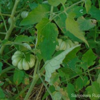 Solanum lycopersicum L.